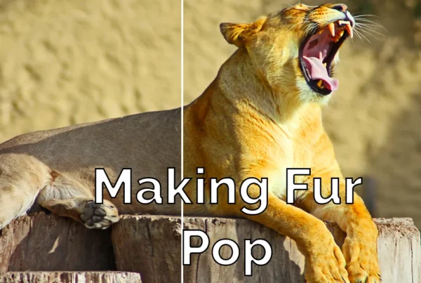 Photoshop tutorial thumbnail featuring the text "Pet Fur Pop" over a close-up of a lion, showing enhanced contrast and soft sheen of its fur