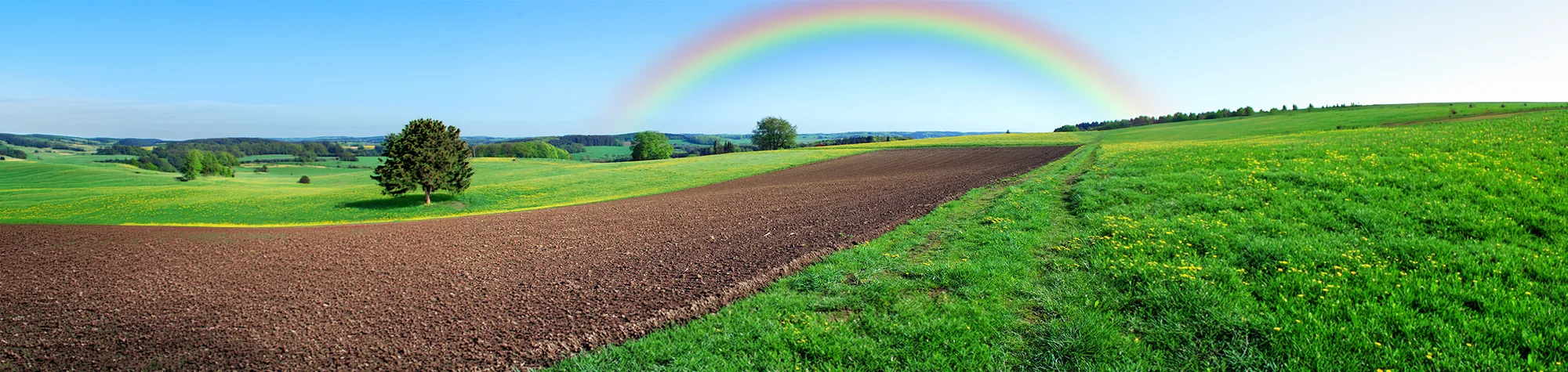 A panoramic vibrant field transformed with a realistic, vibrant arc using the "Add a Rainbow in Photoshop" technique.