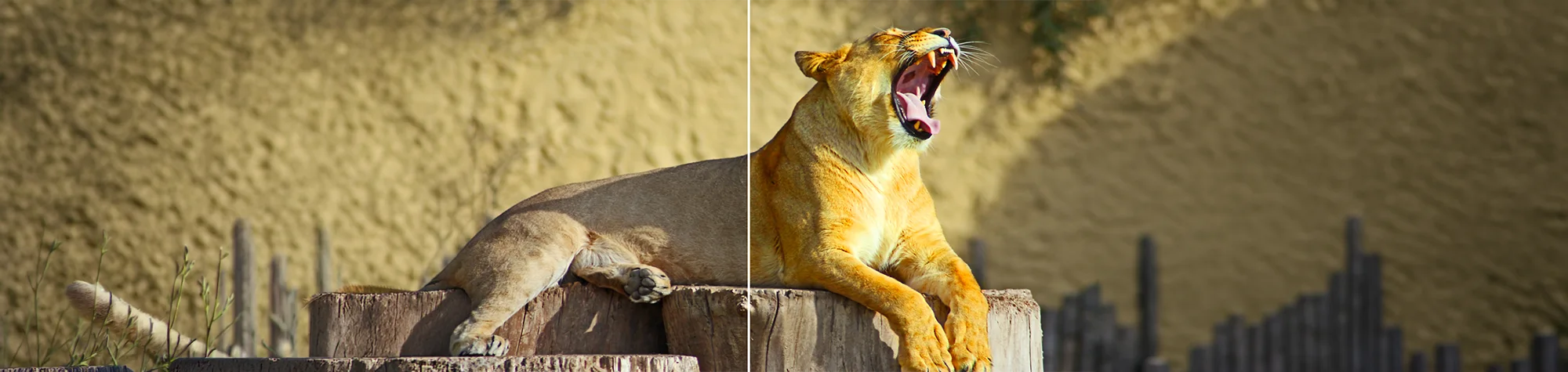 A wide panoramic banner showing a high-detail before and after of a Lions coat, where the fur goes from looking flat and dull to sharp, shiny, and textured.